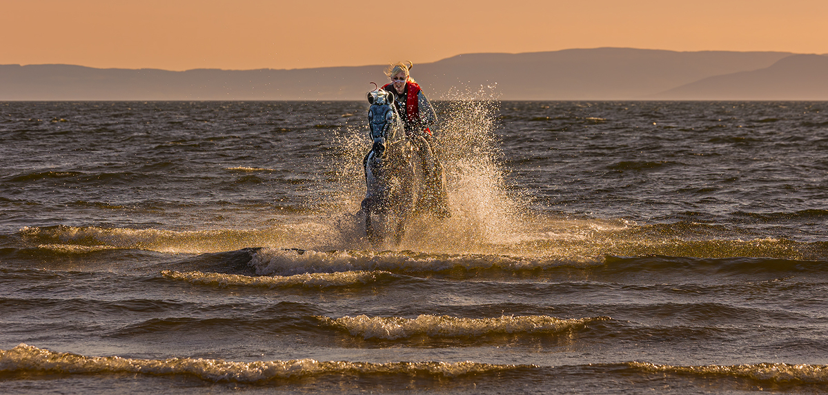 Seahorses by Janet Taylor - 1st place, Seascapes